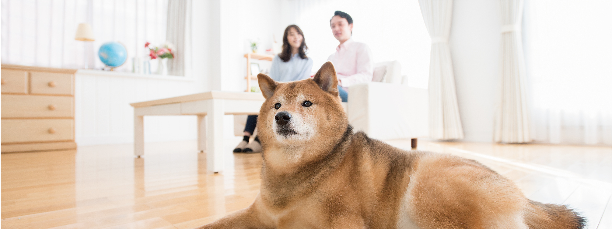 ペット問題は解決したのか